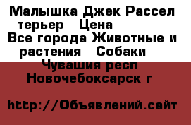 Малышка Джек Рассел терьер › Цена ­ 40 000 - Все города Животные и растения » Собаки   . Чувашия респ.,Новочебоксарск г.